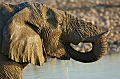 elephant 
 etosha 
 namibie 